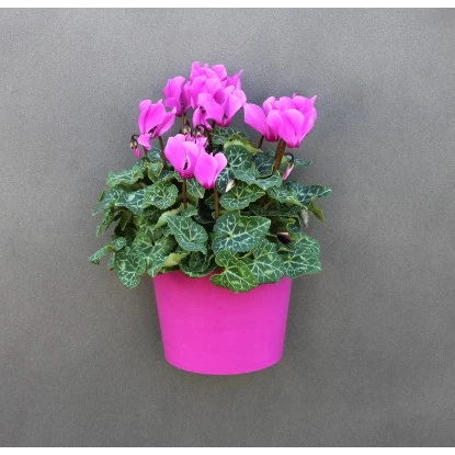 KalaMitica Kunststoffgefäß Mit Magnet Kasten 14 Cm X 7 Cm Glyzine – Bild 5